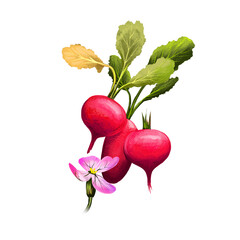 Radish or Raphanus raphanistrum isolated on white background. Organic healthy food. Red vegetable. Hand drawn plant closeup. Clip art illustration. Graphic design element. Digital art illustration.
