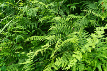 Fototapeta na wymiar Dense green fern leaves