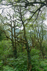 Trees overgrown with moss in a dense mountain