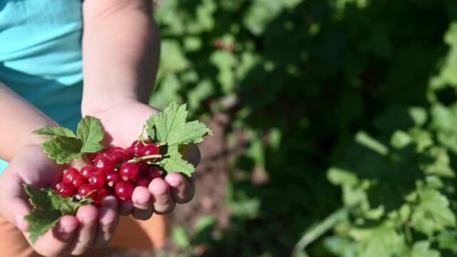 preschooler girl holding a handful of red sweet ripe currants in her hands in the garden at the dacha in the garden bed. harvest concept. Eco-friendly products of veggies own growing