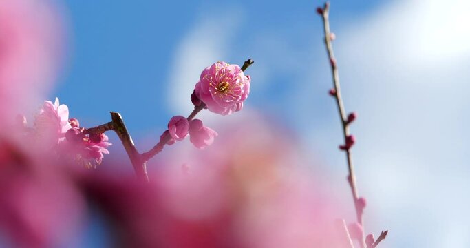 Panning Video of pink plum blossoms.