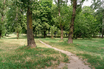 Walking path among green trees and grass in the city square on a summer sunny day