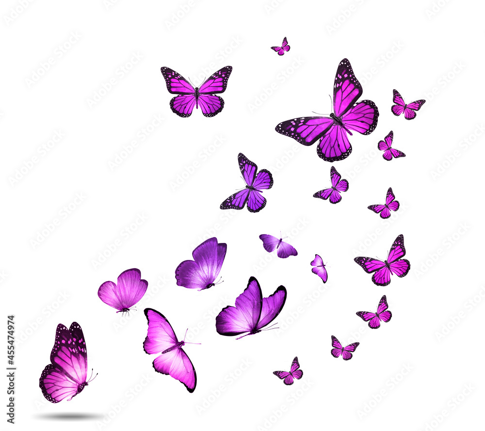 Poster a flock of colorful flying butterflies isolated on a white background