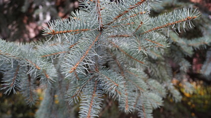 branch with needles of blue spruce macro with autumn leaves