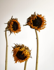 dry sunflower
