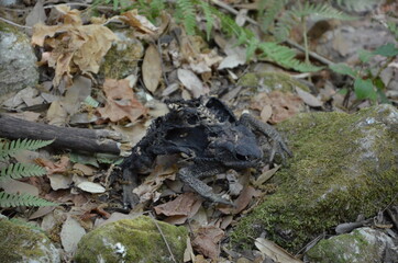 An old dead frog found while hiking a canyon in Sicily