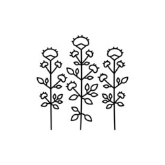 Oregano olor line icon. Essential oils. Pictogram for web page, mobile app, promo.