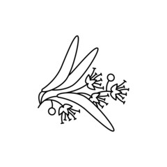 Tilia flowers olor line icon. Essential oils. Pictogram for web page, mobile app, promo.