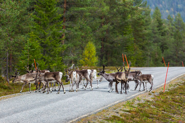 Reindeers in Autumn in Lapland, Northern Finland. Europe