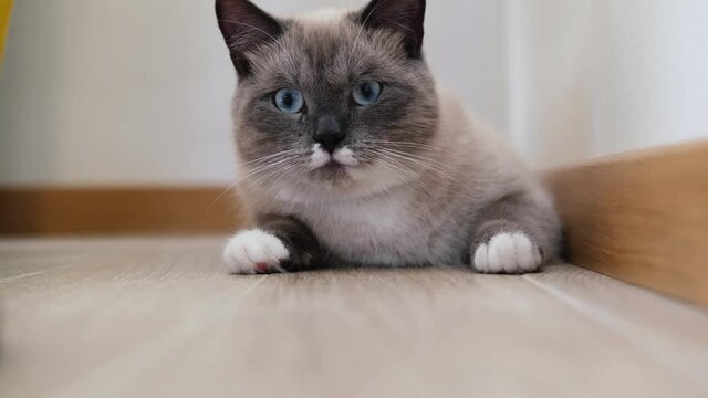 Siamese cat is lying and resting on the floor. High quality 4k footage.