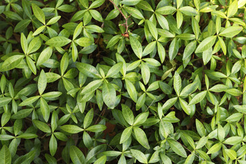 green plant leaves background, texture