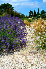 Obraz premium Gaura Lindheimera i lawenda przy żwirowej ścieżce, Oenothera lindheimeri, Oenothera and lavender by the gravel path