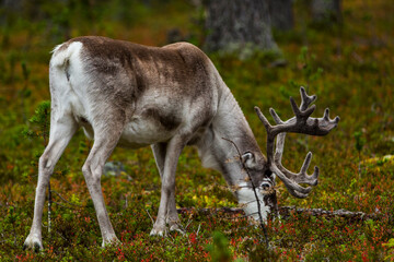 Reindeers in Autumn in Lapland, Northern Finland. Europe