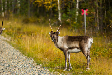 Reindeers in Autumn in Lapland, Northern Finland. Europe