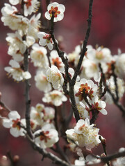 梅園の花霞