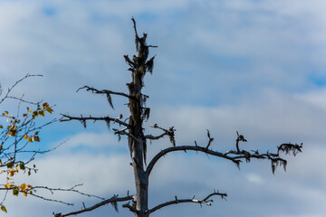 Autumn landscape in Muonio, Lapland, Northern Finland