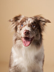 Happy dog with open mouth. expressive marble Border Collie. funny pet in studio 