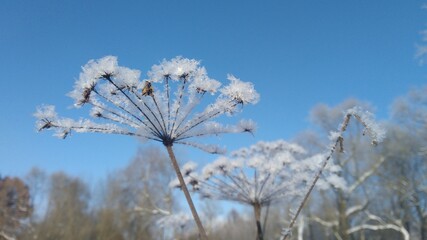 snow covered branches