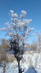 snow covered branches