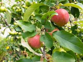 red-green apples on a branch. summer, autumn harvest. apple grafting