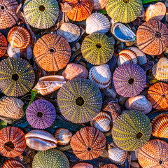 collection of sea urchins on pebble and seaweed natural background, filtered image