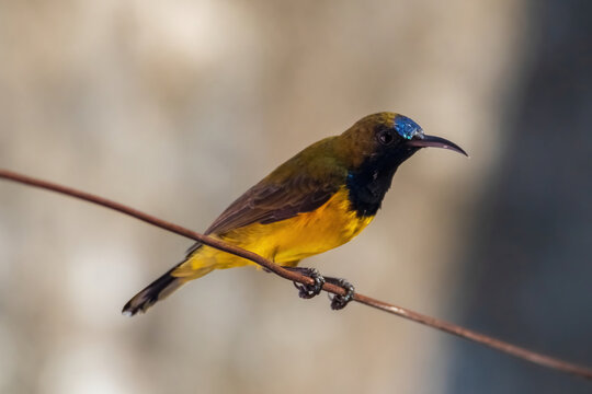 view of a Brown-throated Sunbird (Anthreptes malacensis) perching on clothesline