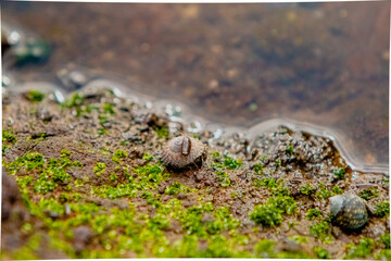 snail on the stone