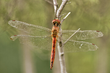 Dragonfly on a stem