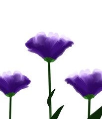 Fototapeta premium tulips isolated on white