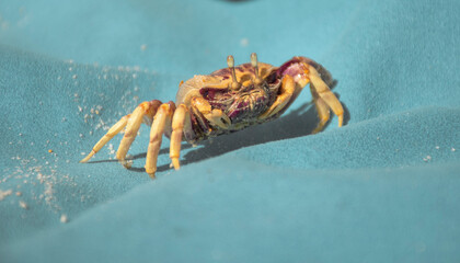 Crab from the beaches of Cacela Velha