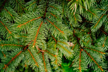 green branches of fir. evergreen coniferous plant. 