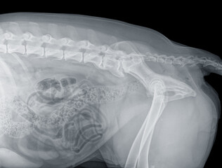 Digital x-ray of the hindquarters of a large dog in side view. The intestinal loops and the severe spondylosis between the two last vertebrae and the sacrum are clearly visible. Isolated on black