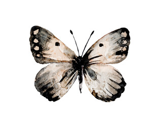 Watercolor boho-chic butterflies. Hand drawn illustration. Retro style. Sepia watercolor.