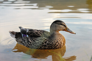 Duck on the water