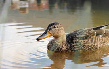 Duck on the water