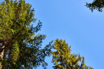 The top of a spruce against the blue sky. Real needles on a coniferous tree