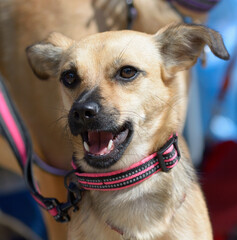 mixed-breed dog on a lead, portrait