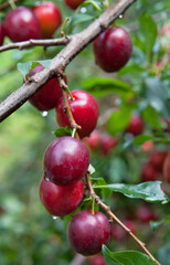 Plum Opal -  delicious purple and pink sweet fruit on the tree branch in the orchard.