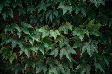 Green ivy leaves hedge creeper vine background