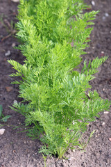 Row of carrots growing in a vegetable garden