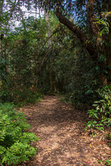 Trilha de folhas na mata com arvores