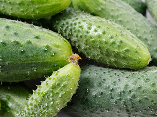 agricultural products green prickly cucumber on gray background