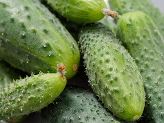 agricultural products green prickly cucumber on gray background