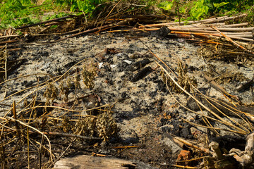 burnt branches and ashes from the fire