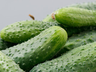 agricultural products green prickly cucumber on gray background