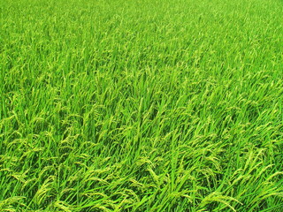 豊作の夏の田圃風景