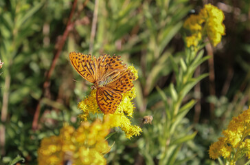 Butterfly on flower