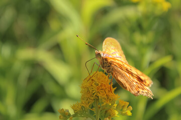 Butterfly on a yellow flower