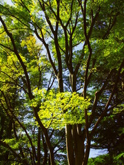 夏の朝の光を浴びる公園の欅