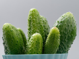 agricultural products green prickly cucumber on gray background